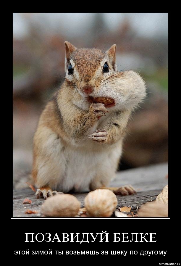4ol1aok7pupq