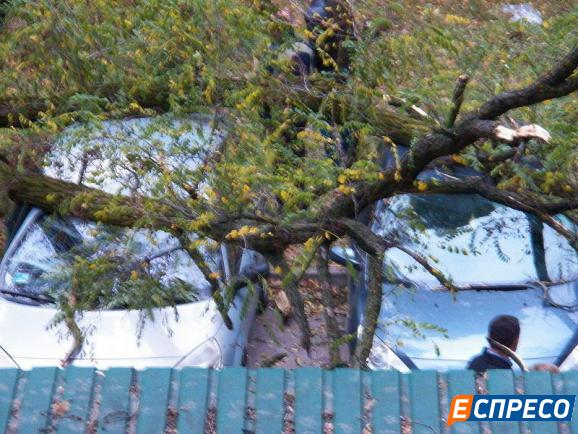 На парковку Главной военной прокуратуры рухнуло дерево (ФОТО) 2 im578xAny photo 2016 10 12 18 55 27